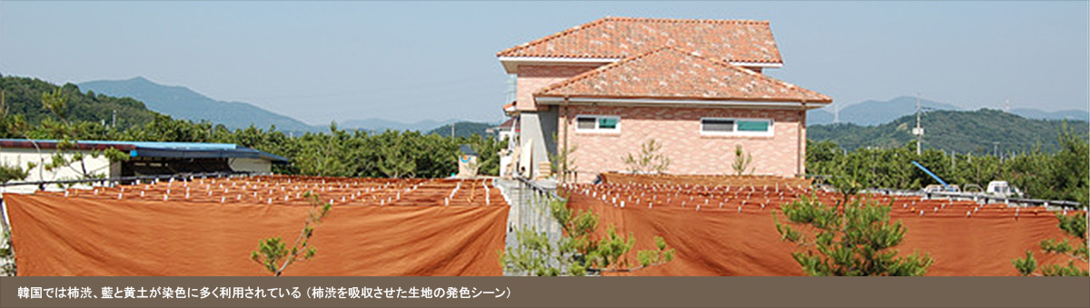 韓国では柿渋、藍と黄土が染色に多く利用されている （柿渋を吸収させた生地の発色シーン）